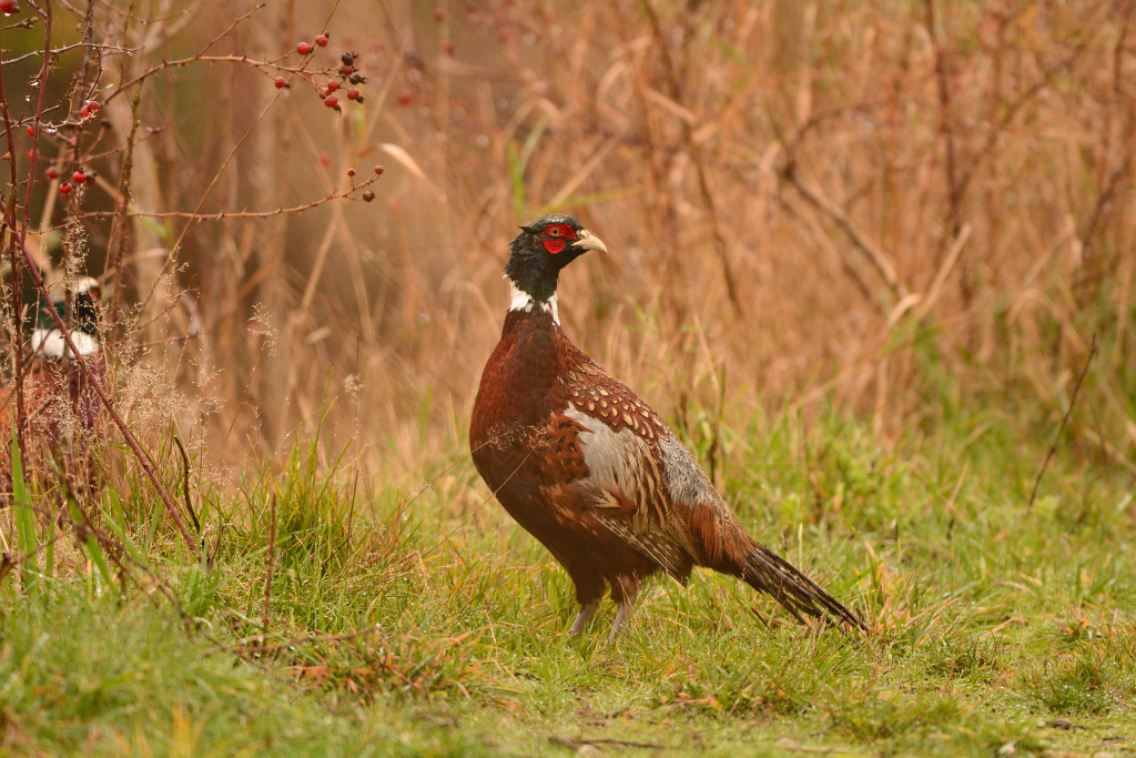 Ring-necked Pheasant.JPG