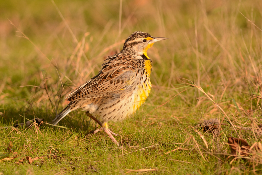 Western Meadowlark.JPG