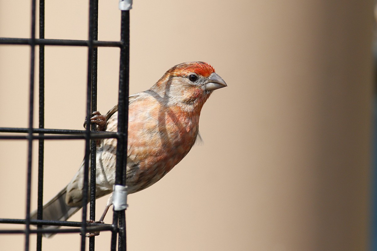 house finch.jpg