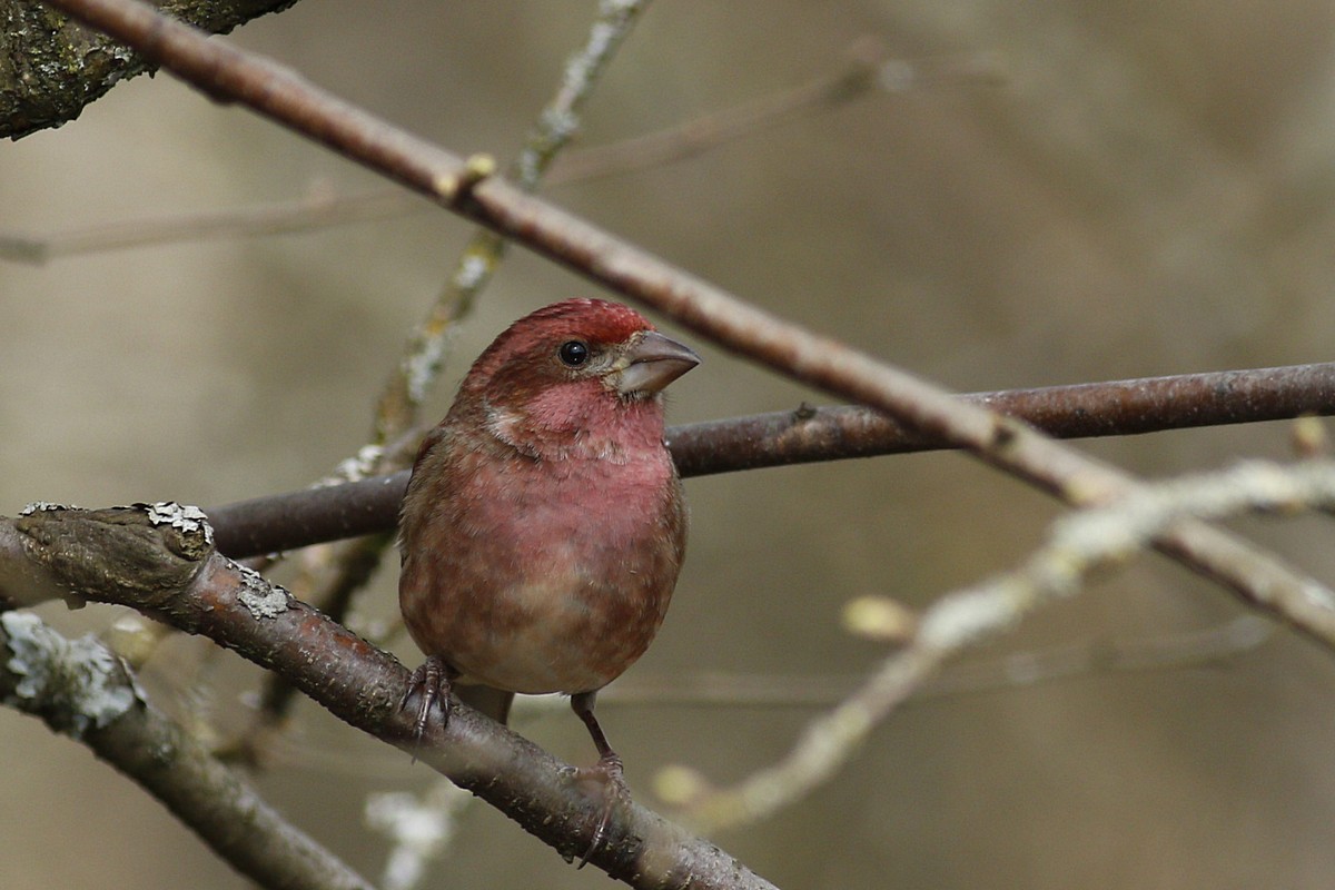 purple finch.jpg