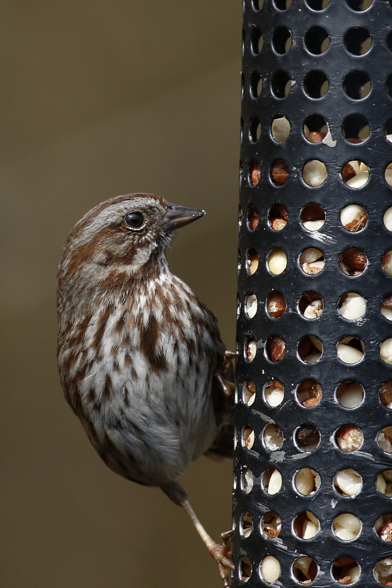 song sparrow.jpg