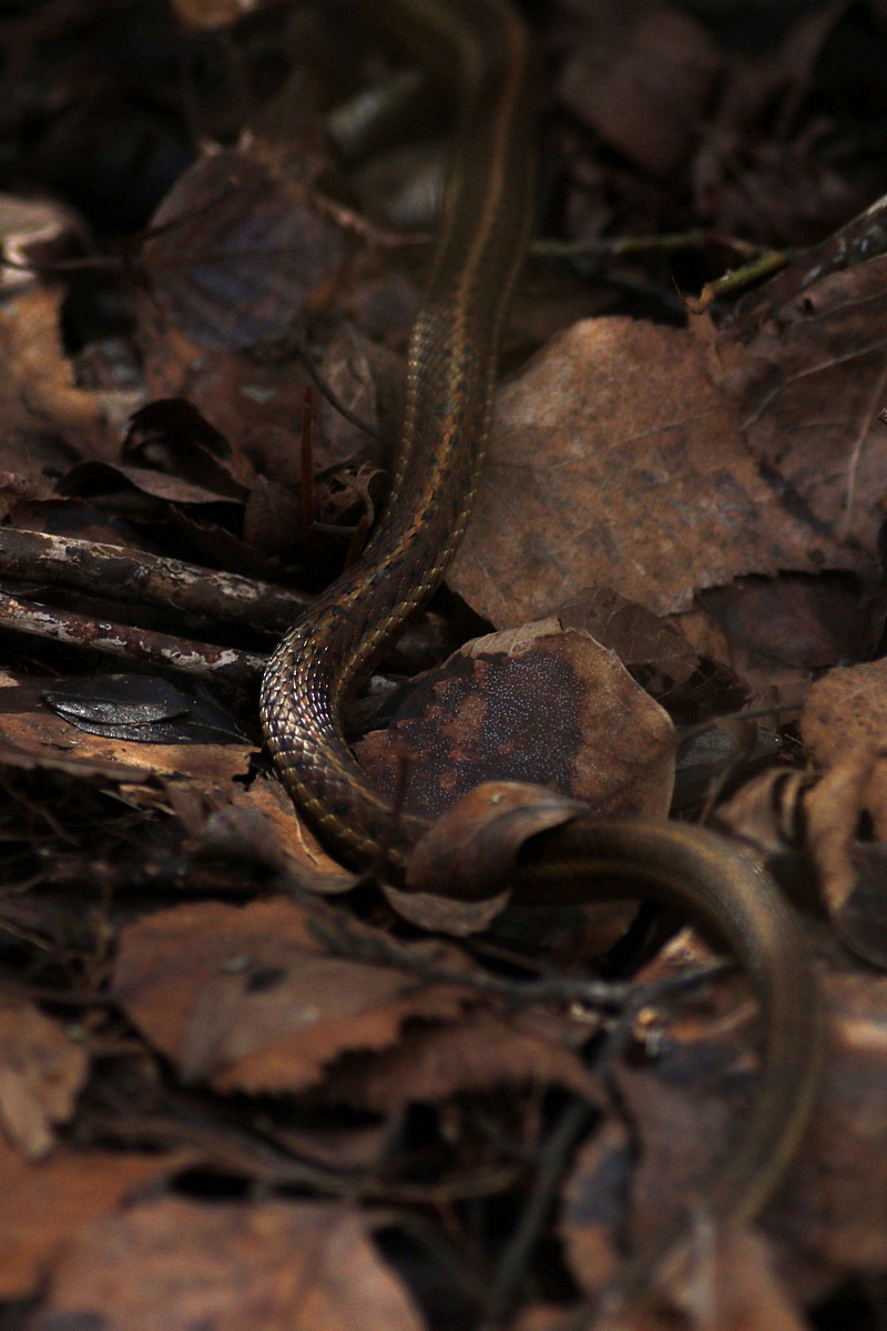 garter snake.jpg