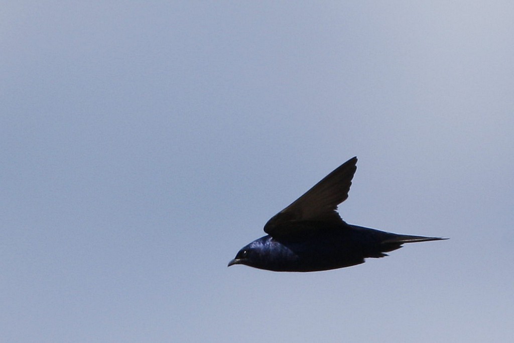 purple martin.jpg