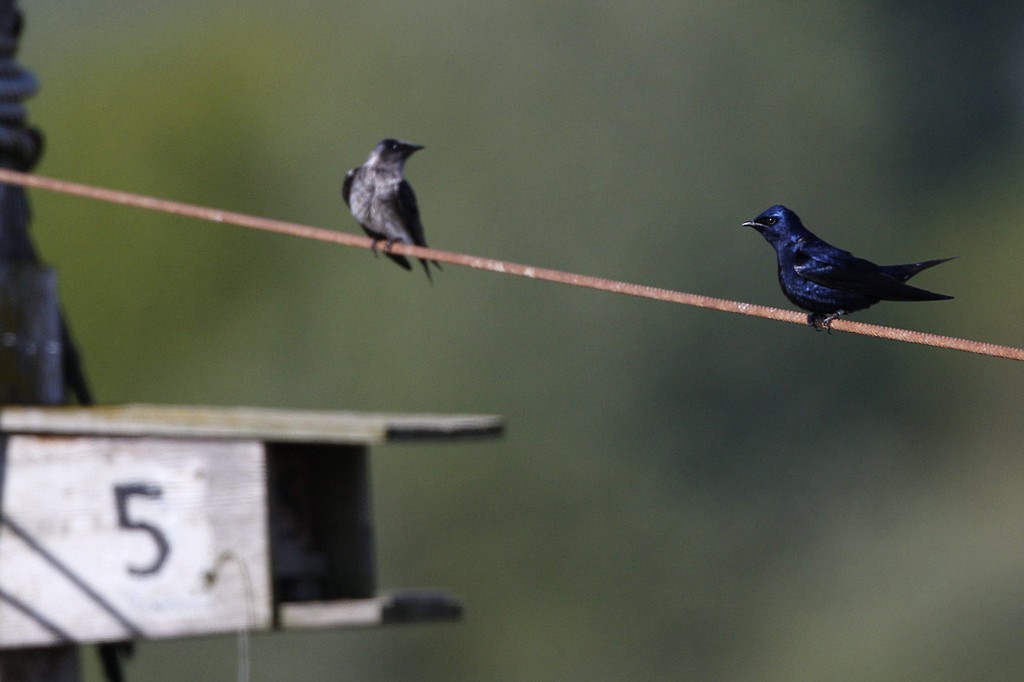 purple martin2.jpg