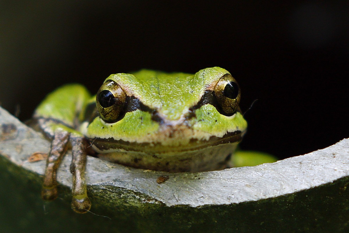 pacific tree frog.jpg
