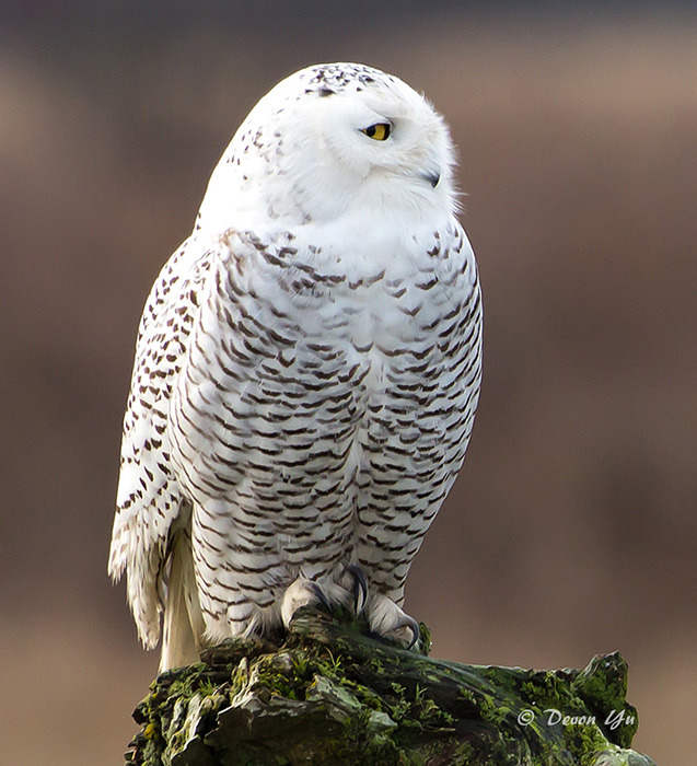 SnowyOwl_201201TV_IMG_2408.jpg