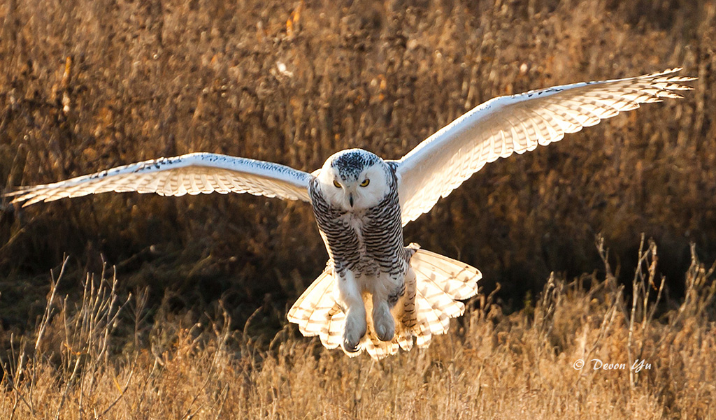 SnowyOwl_201201TV_IMG_9218.jpg