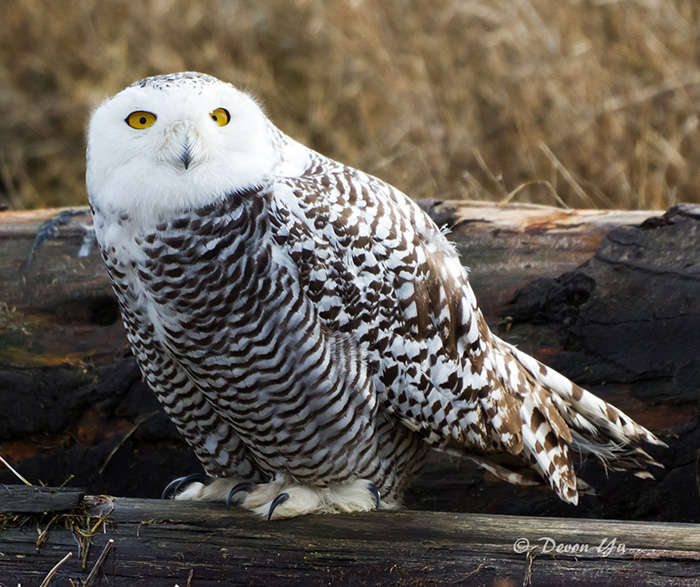 SnowyOwl_201201TV_IMG_0811.jpg