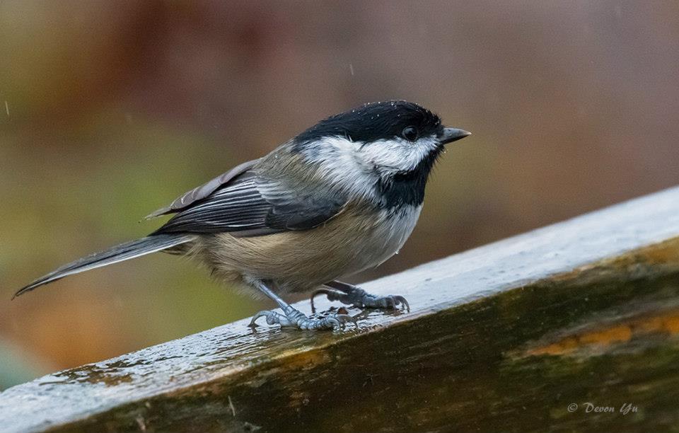 Black-capped Chickadee01.jpg