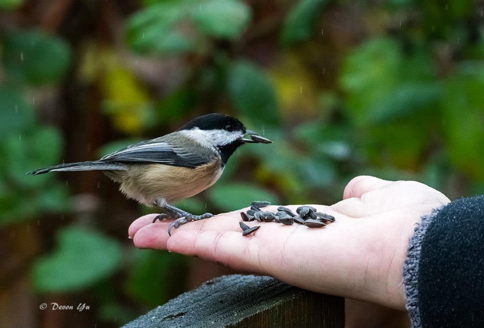 Black-capped Chickadee02.jpg