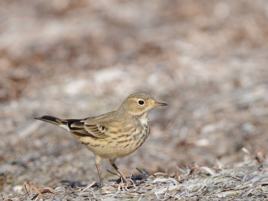 american pipit.jpg