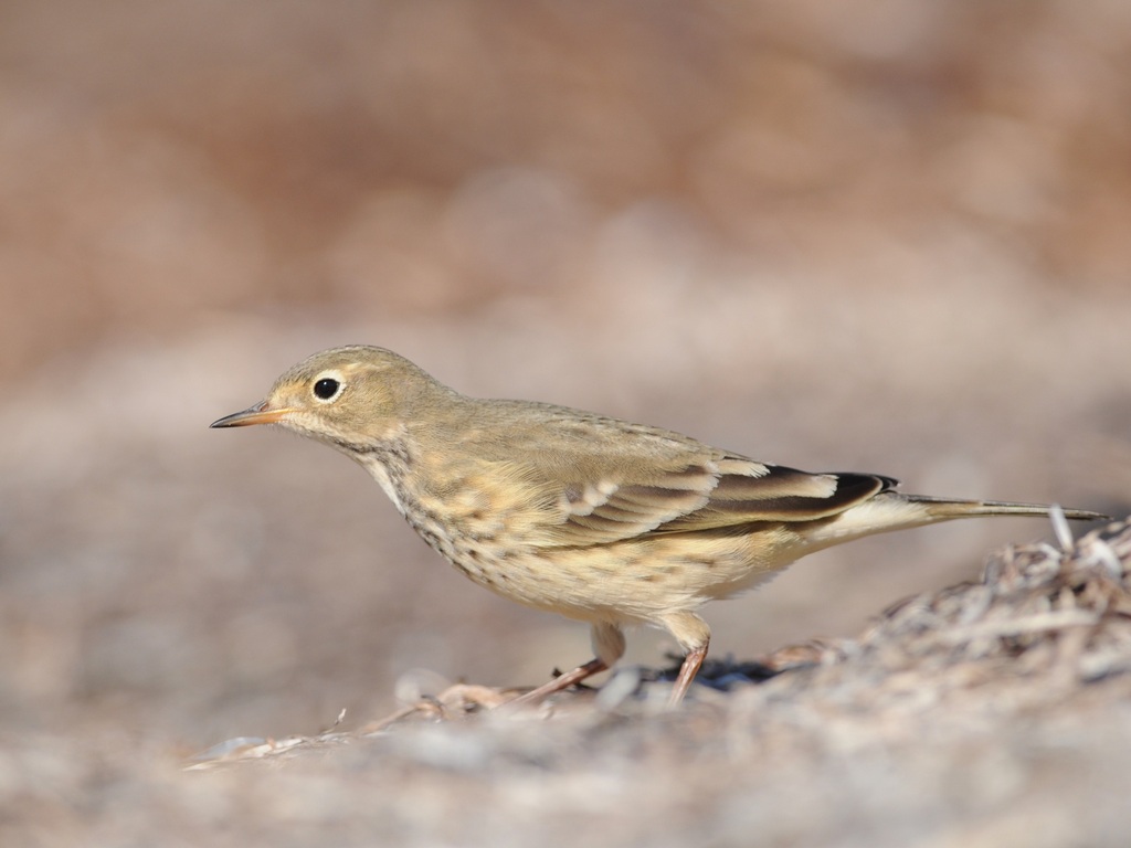 american pipit2.jpg