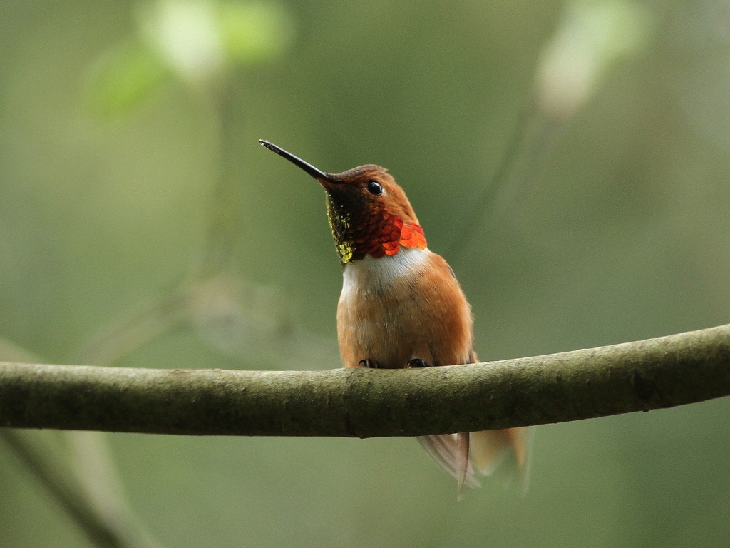 rufous hummingbird.jpg