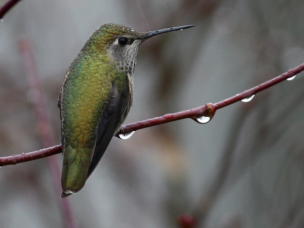 anna's hummingbird.jpg