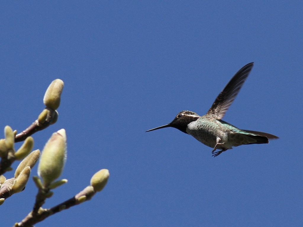 anna's hummingbird2.jpg