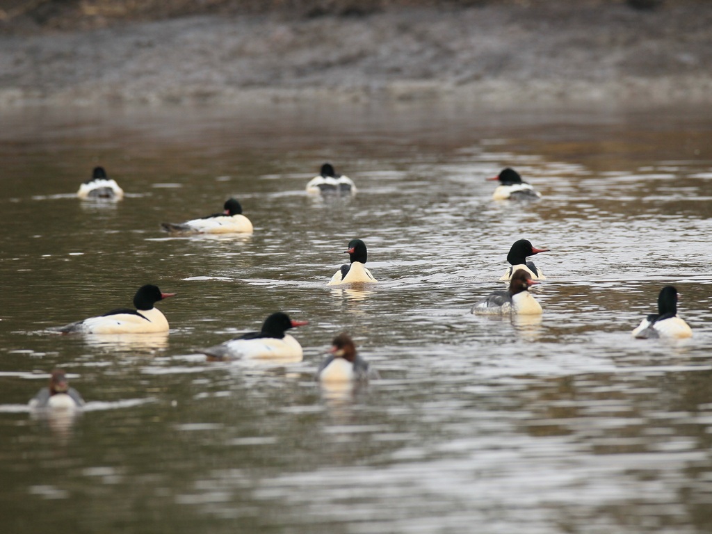 common merganser.jpg