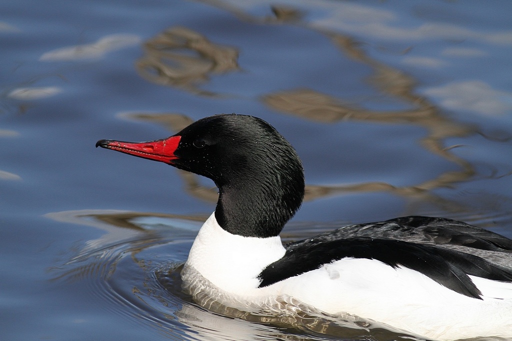 common merganser2.jpg