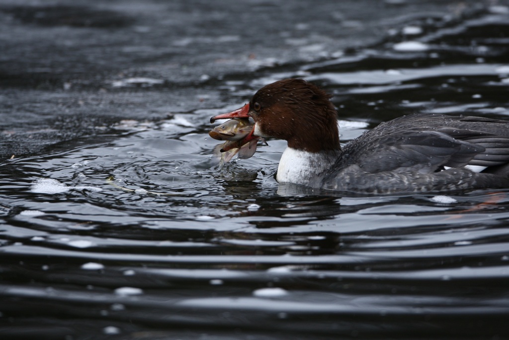 common merganser3.jpg