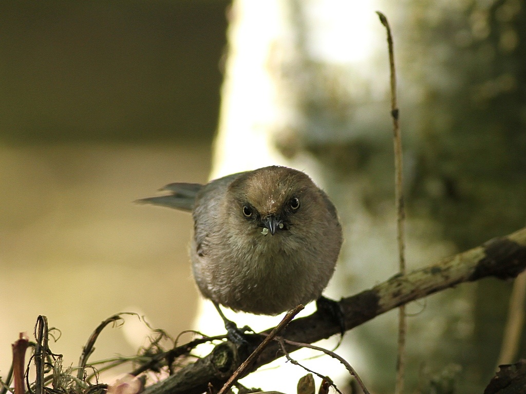 bushtit.jpg