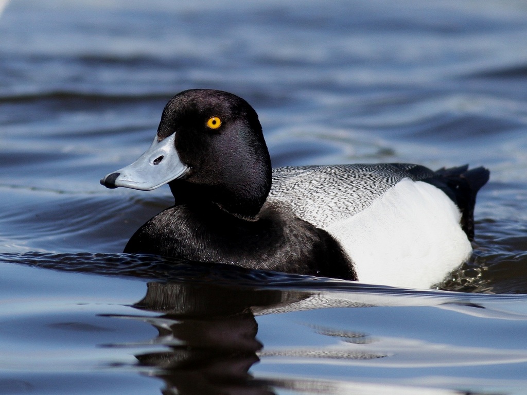 lesser scaup.jpg