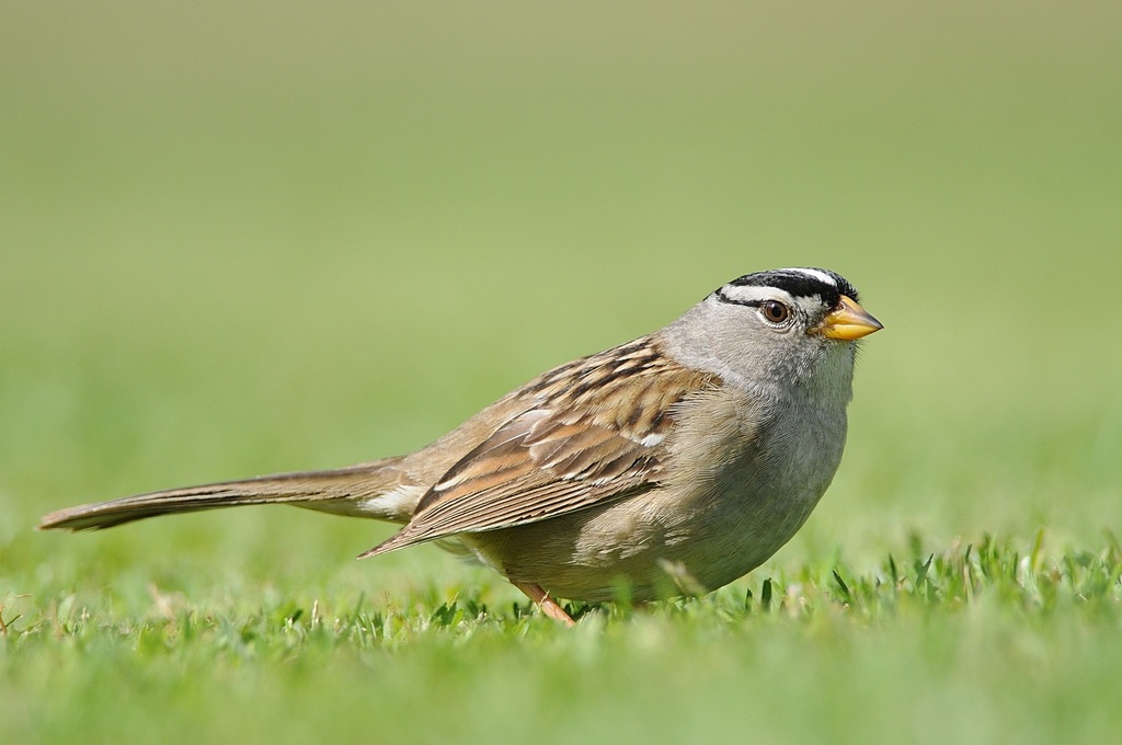 white crowed sparrow.jpg