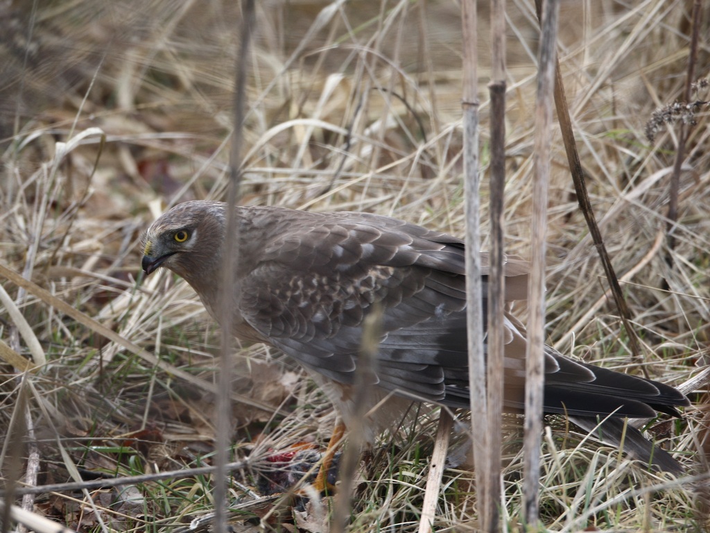 northern harrier.jpg