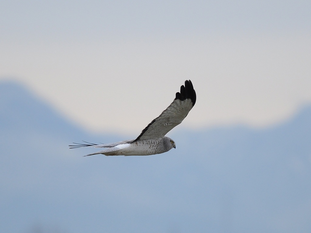 northern harrier2.jpg