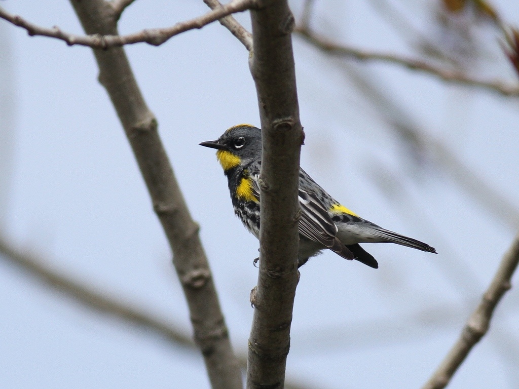 yellow rumped.jpg