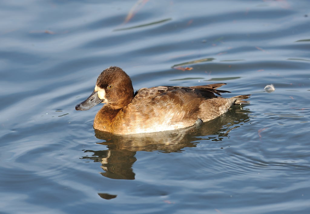 Lesser ScaupF.JPG