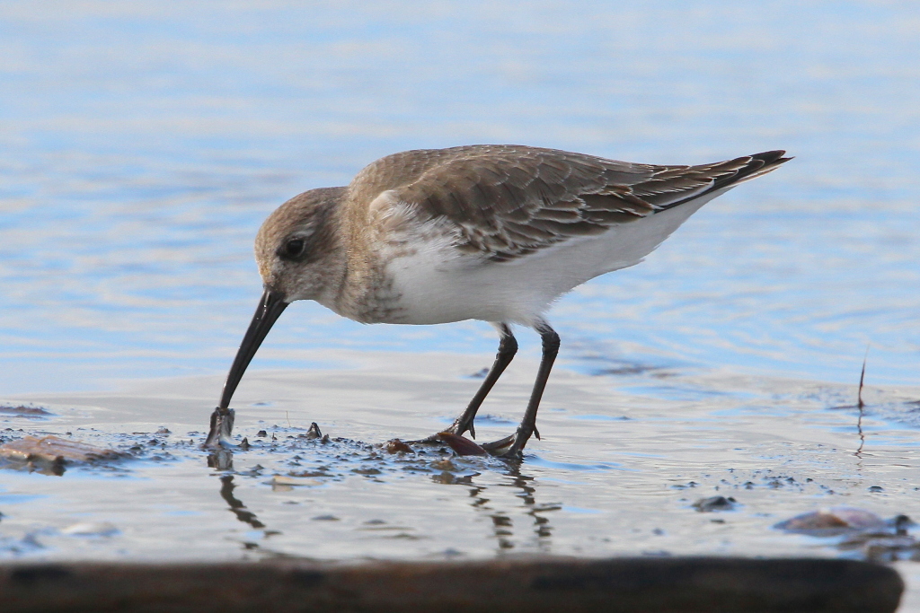 DUNLIN03.JPG