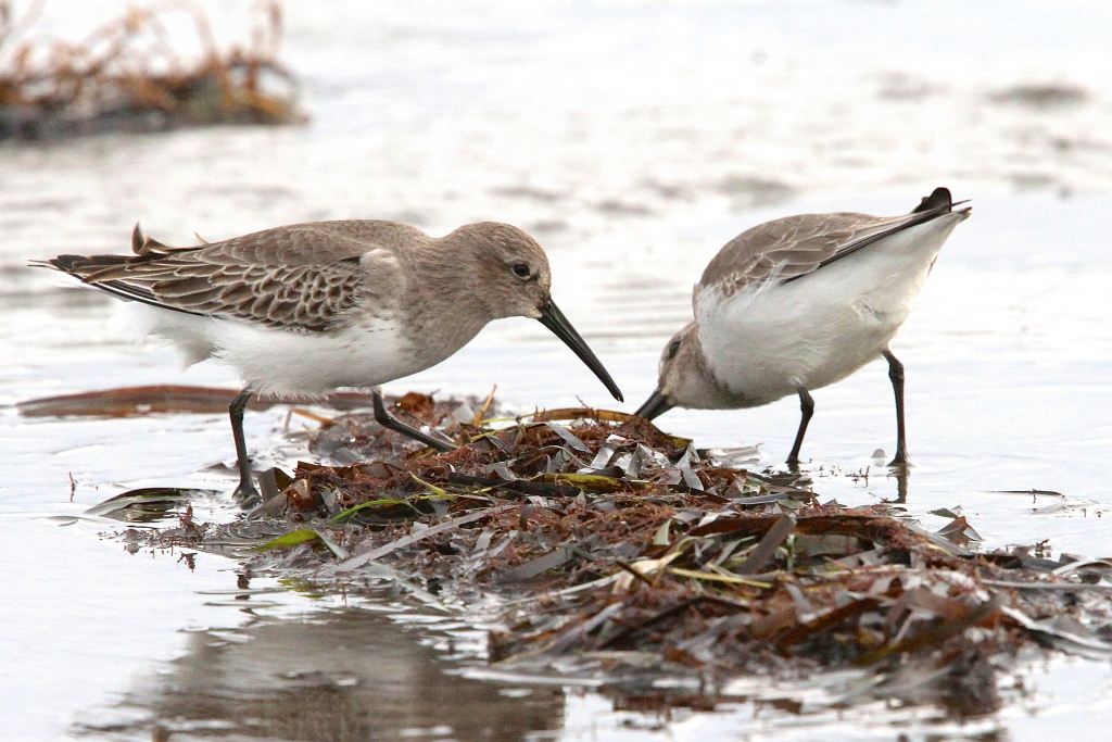 DUNLIN06.JPG