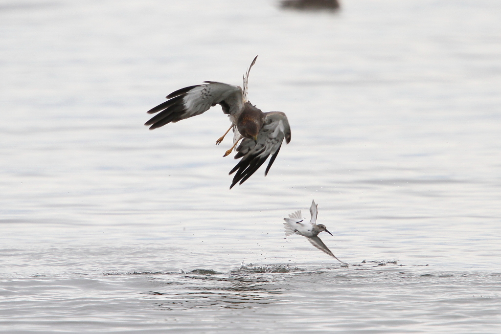 DUNLIN08.JPG