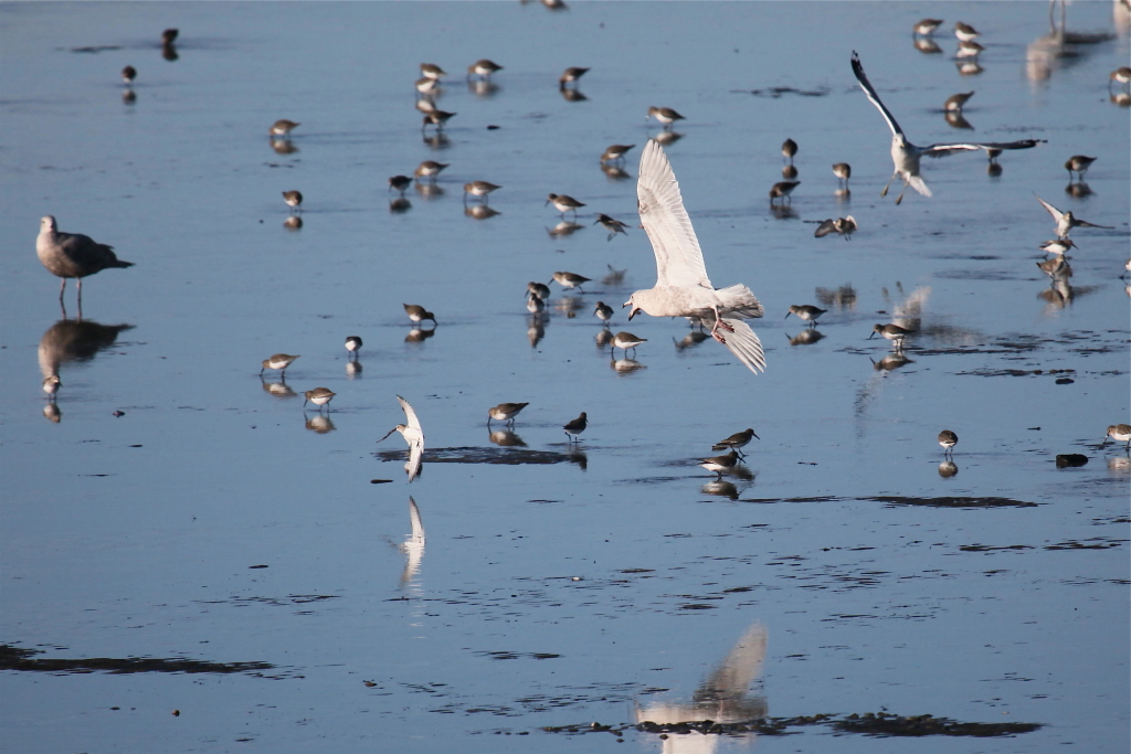 DUNLIN07.JPG