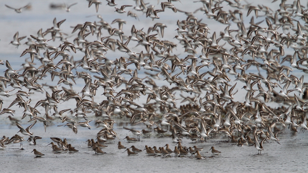 DUNLIN02.JPG