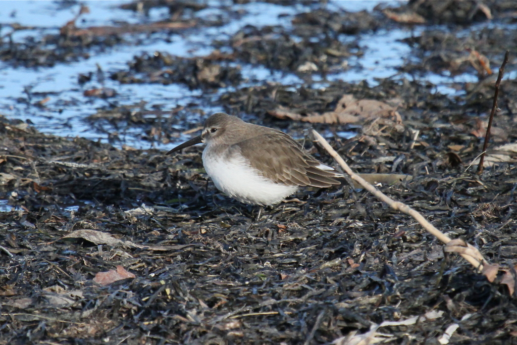 DUNLIN05.JPG