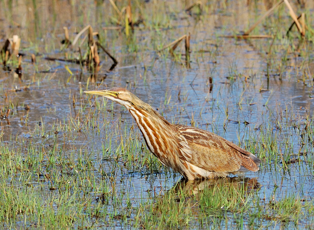 American%20Bittern.JPG