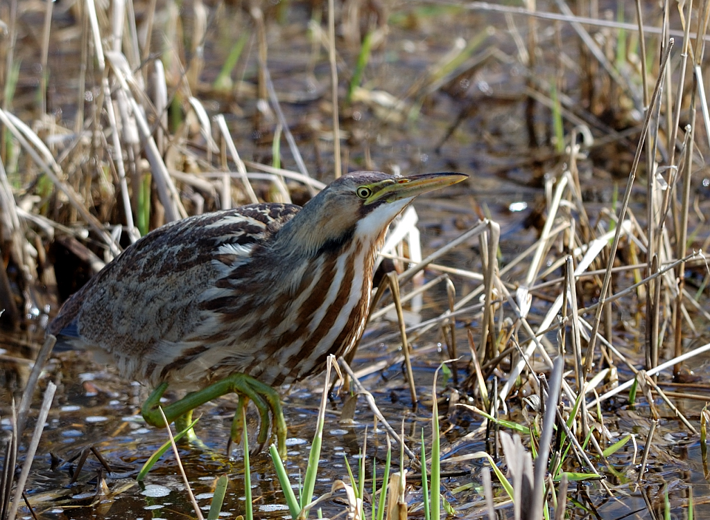 American%20Bittern1.JPG