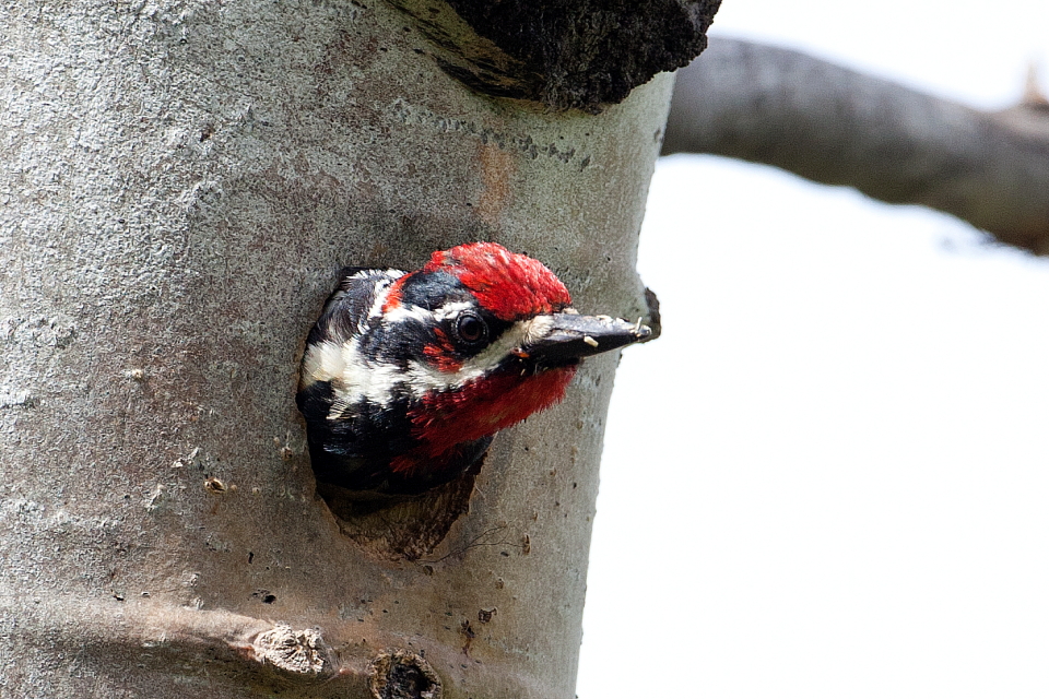 2012_06_15_Kane Valley Birdwatching BC_9018.JPG