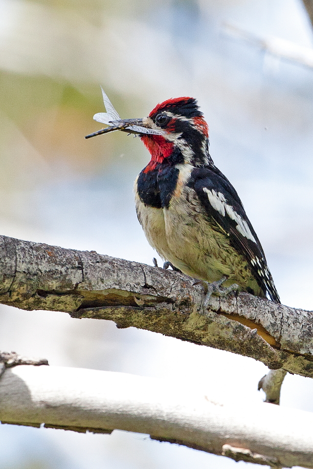 2012_06_15_Kane Valley Birdwatching BC_9101.JPG