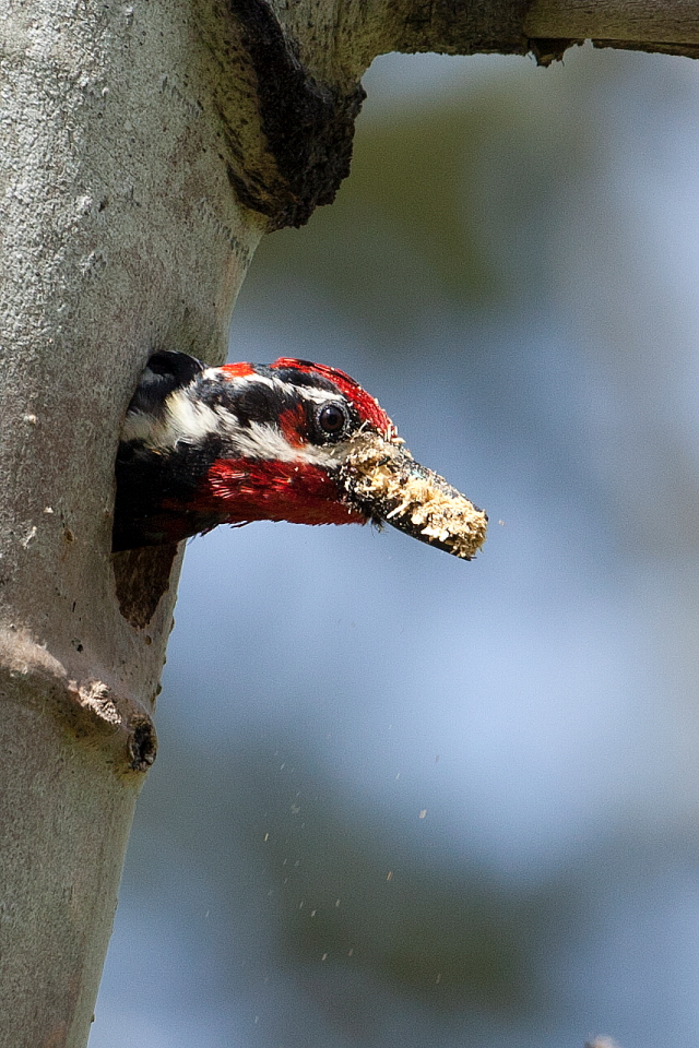 2012_06_15_Kane Valley Birdwatching BC_9113.JPG