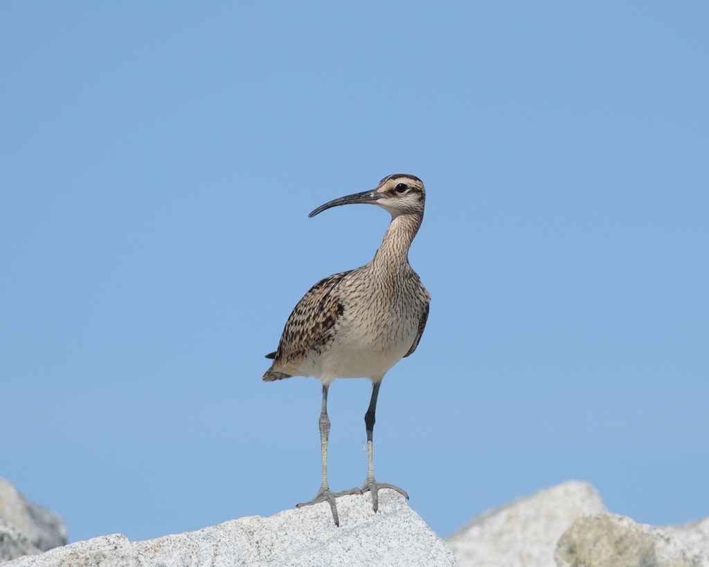 whimbrel.jpg