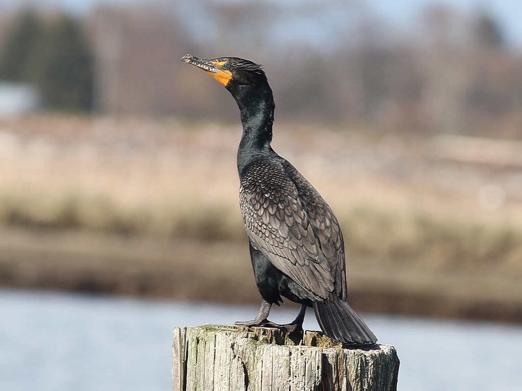 dc cormorant.jpg