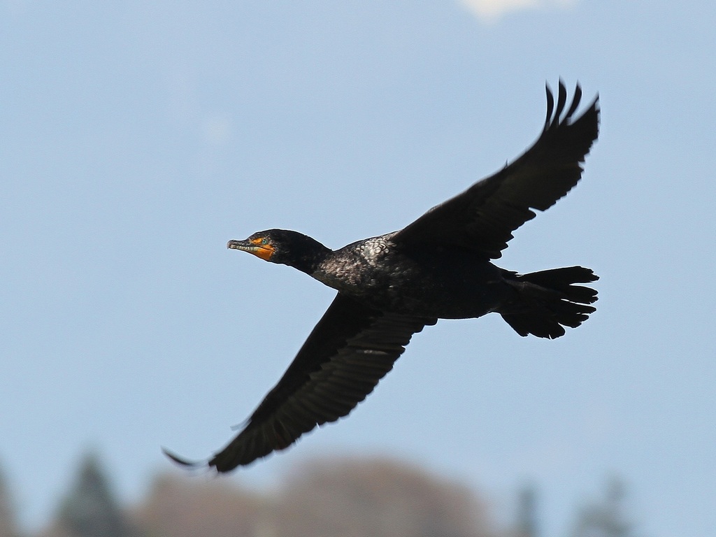 dc cormorant2.jpg