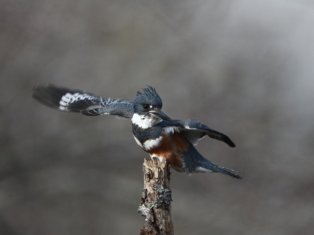 kingfisher.jpg