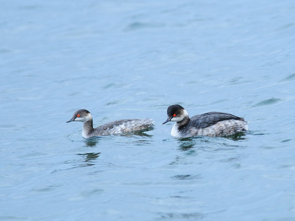 eared grebe.jpg