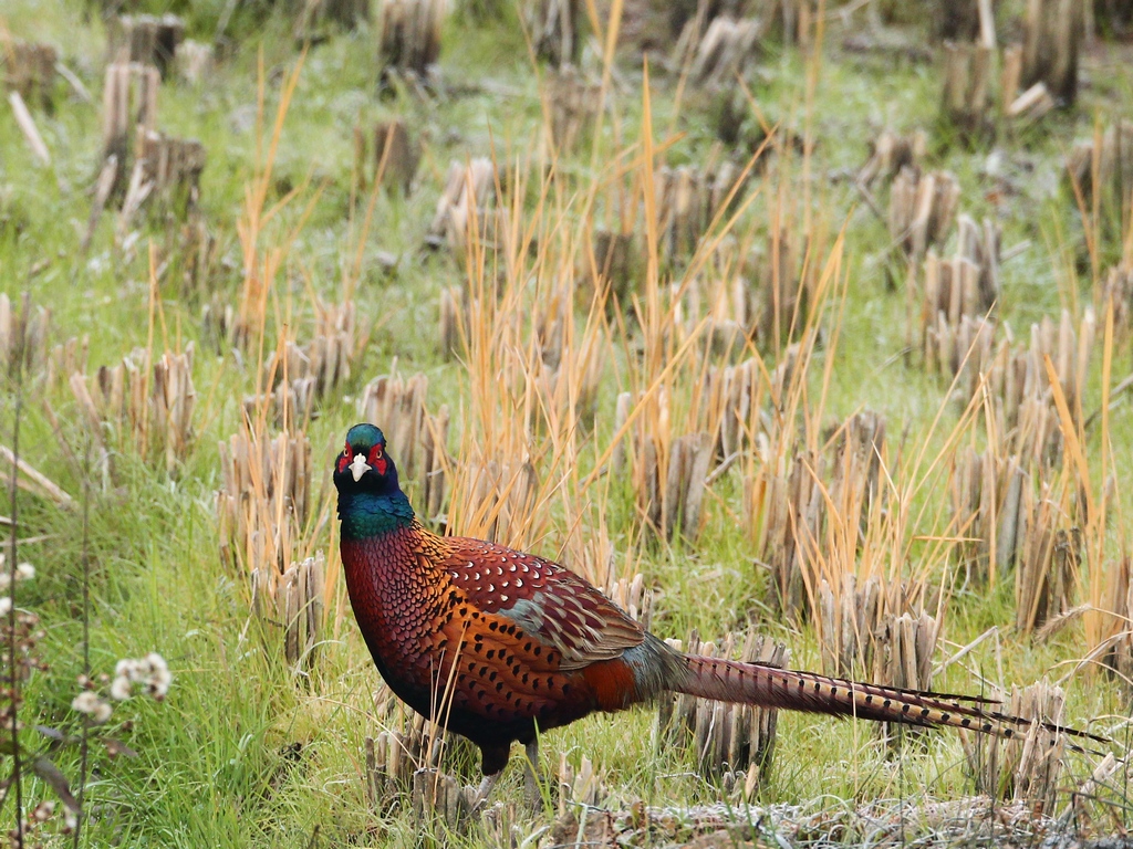 rn pheasant.jpg