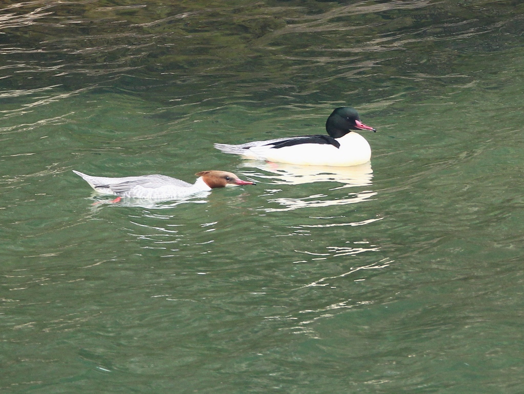 C Merganser.jpg