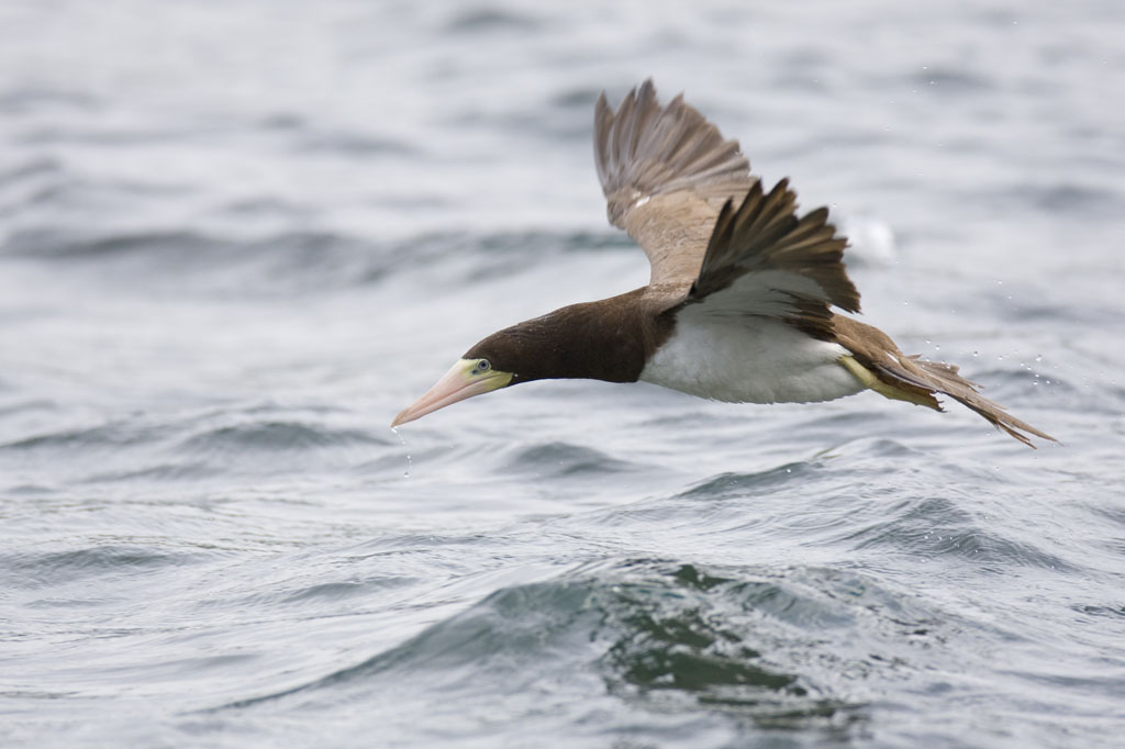 Brown Booby3B5X8157.jpg