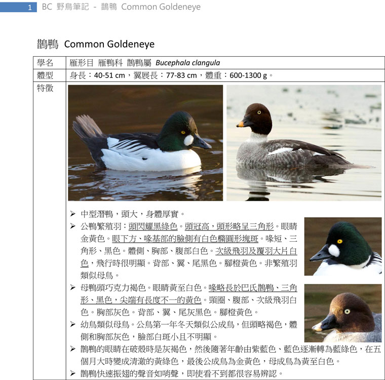 90-鵲鴨-Common-Goldeneye-1.jpg