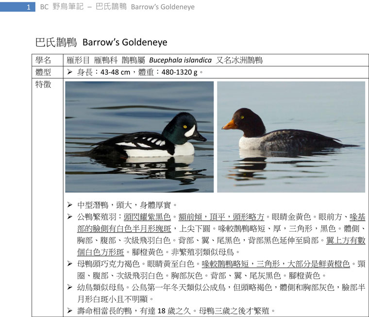 91-1巴氏鵲鴨-Barrow's Goldeneye-1.jpg